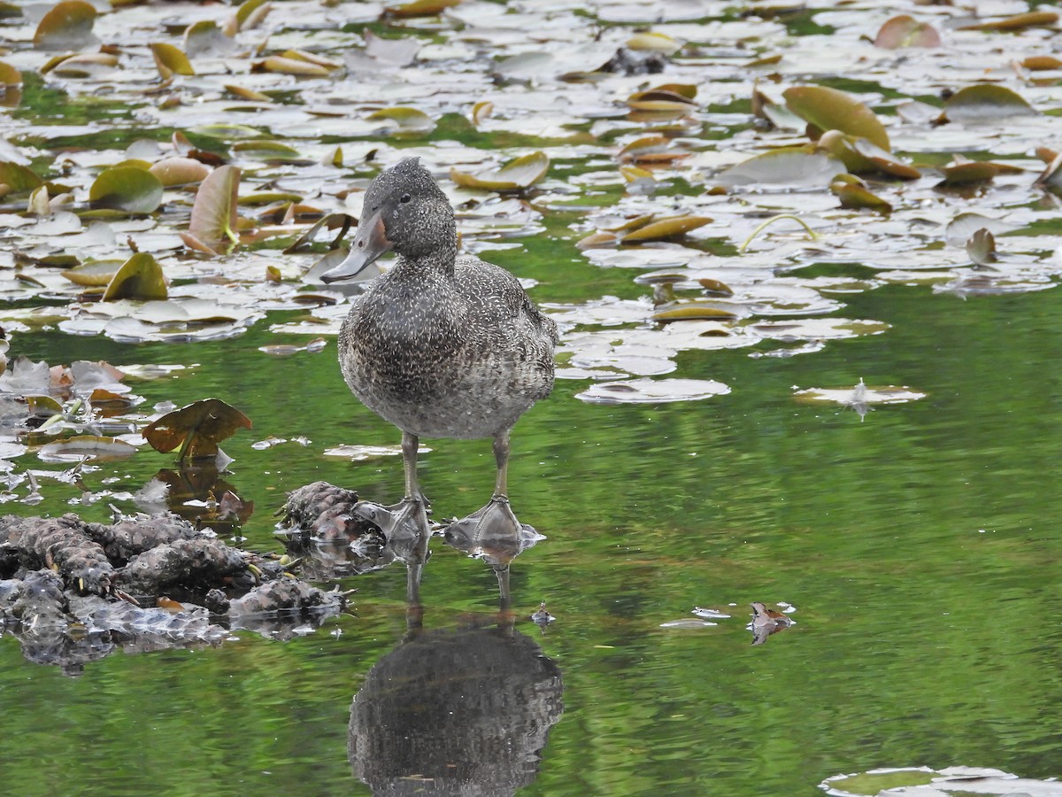 Freckled Duck - ML644557481
