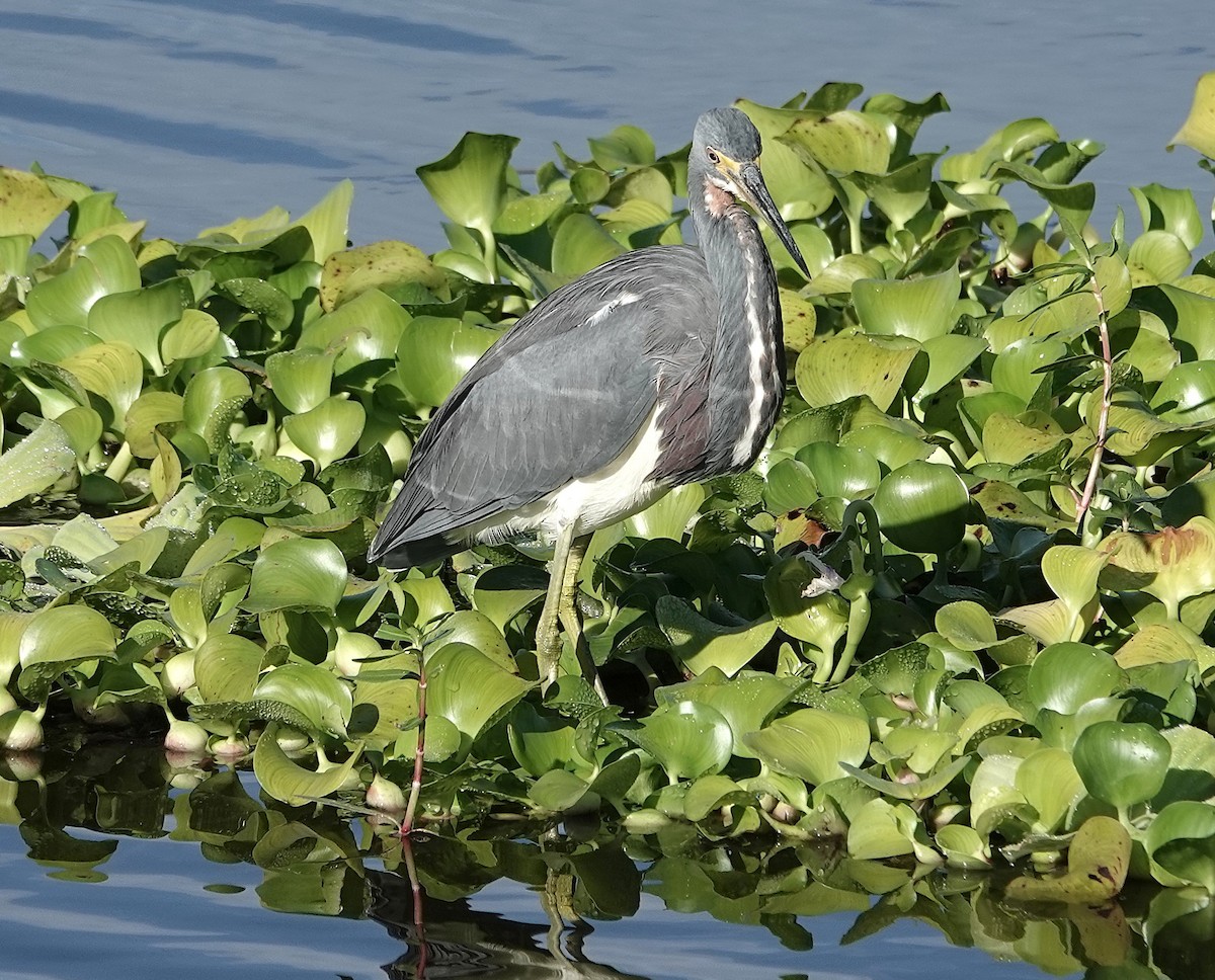 Tricolored Heron - ML644557483