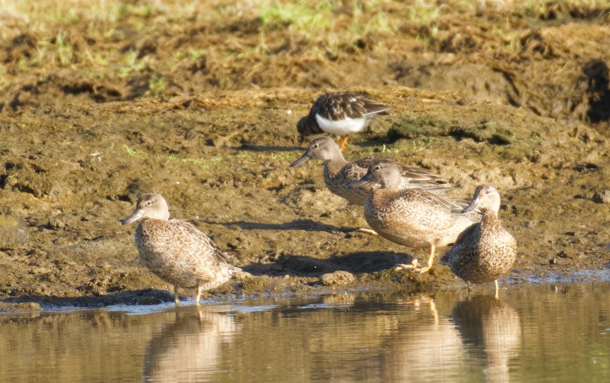 Marzaiola americana - ML644557484