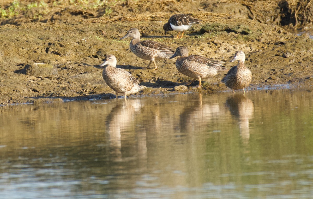 Marzaiola americana - ML644557485