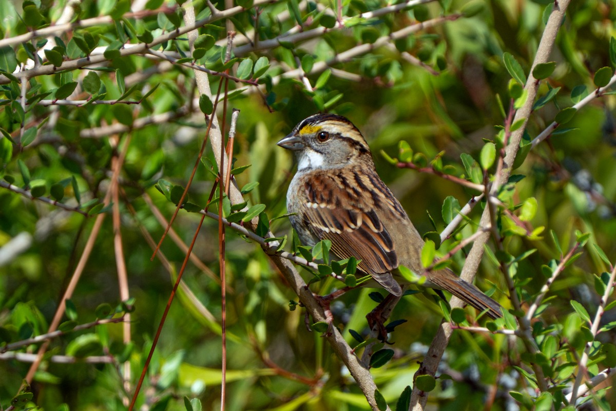 White-throated Sparrow - ML644557486