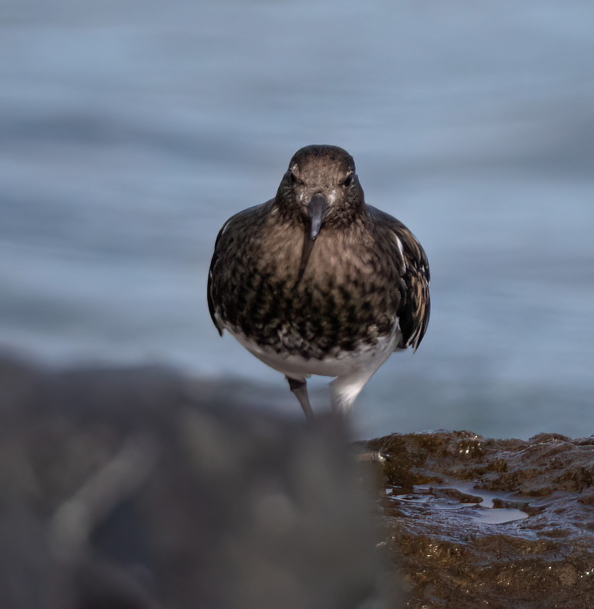 Black Turnstone - ML644557487
