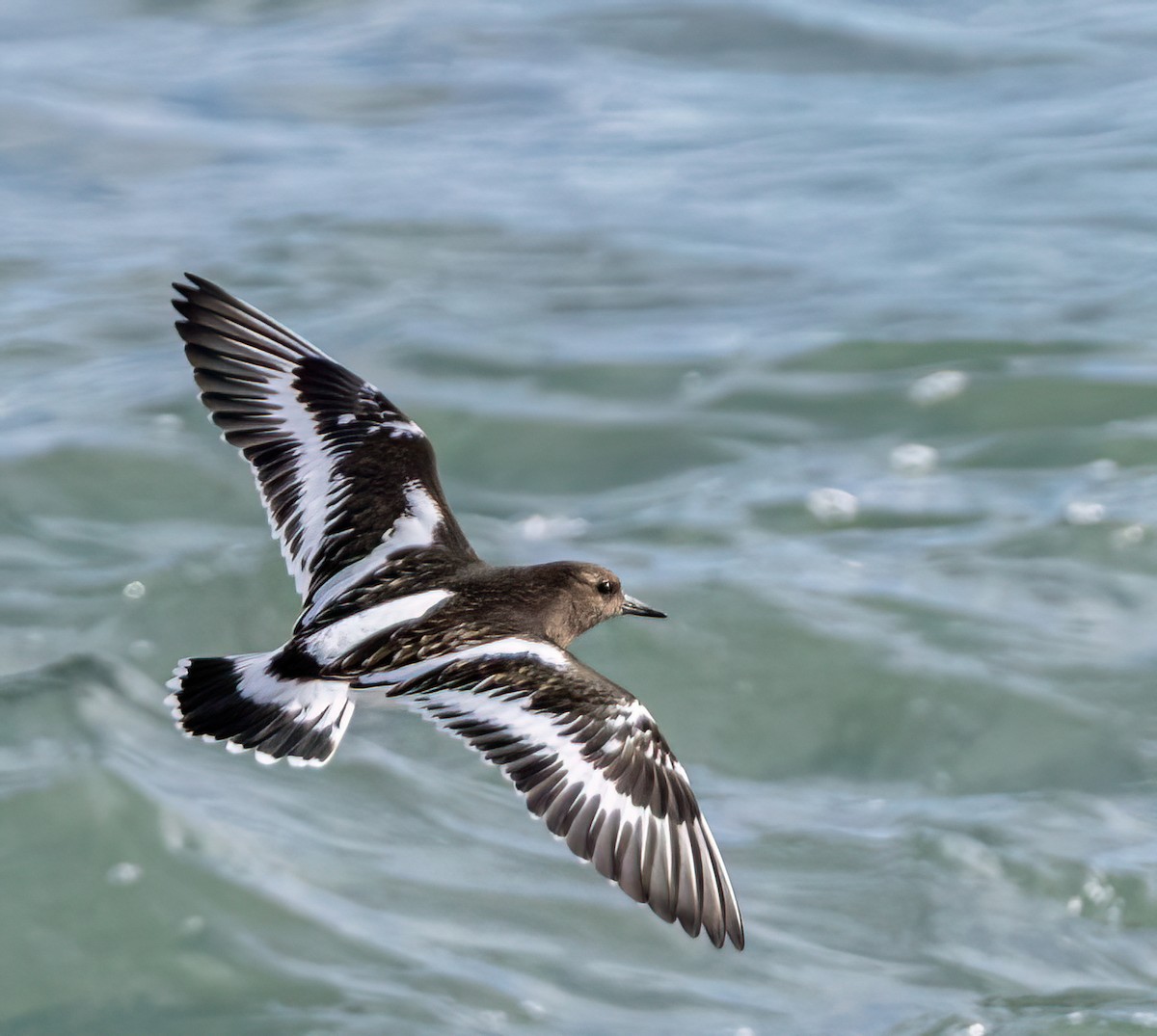 Black Turnstone - ML644557488
