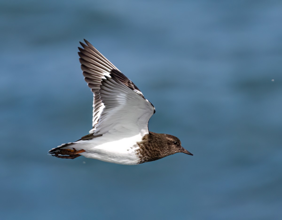 Black Turnstone - ML644557489