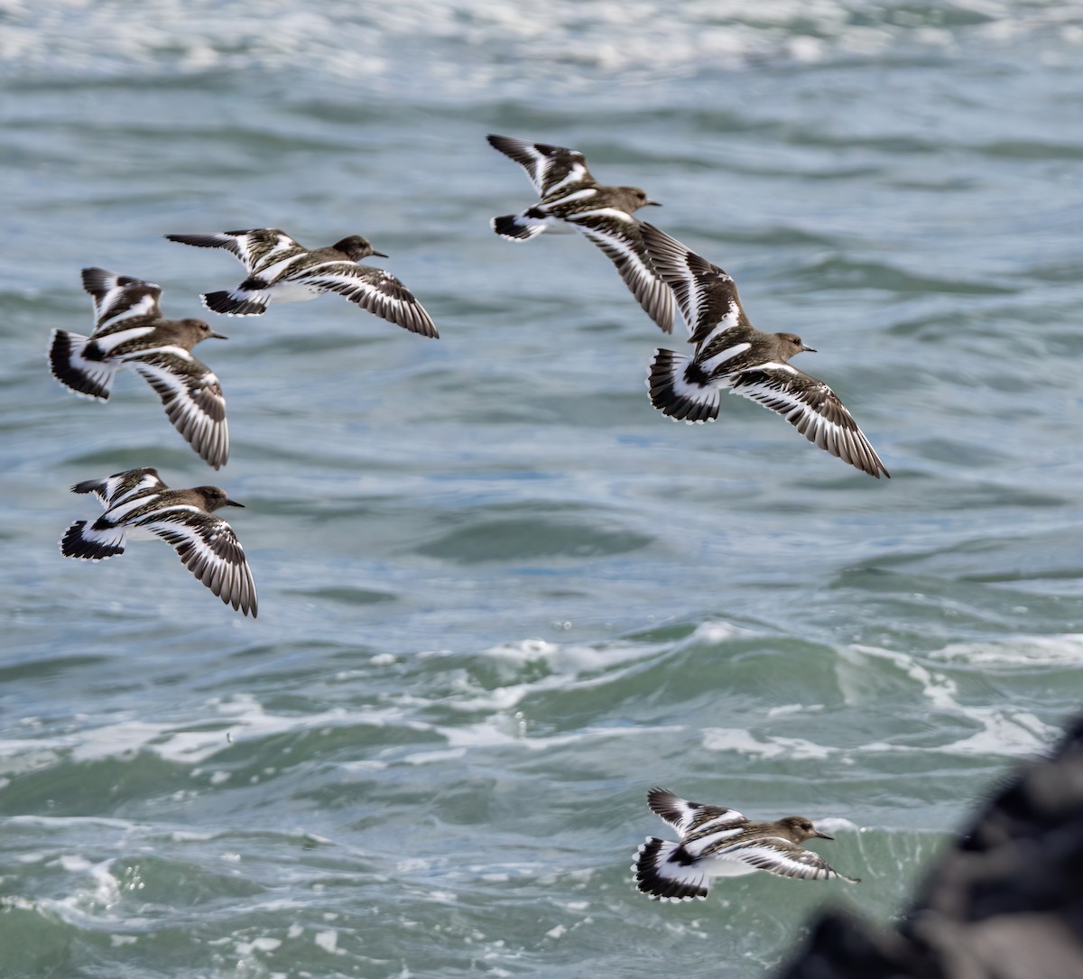 Black Turnstone - ML644557490
