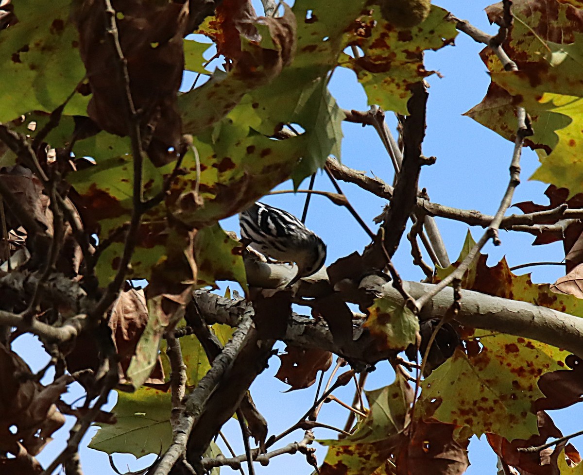Black-and-white Warbler - ML644557492