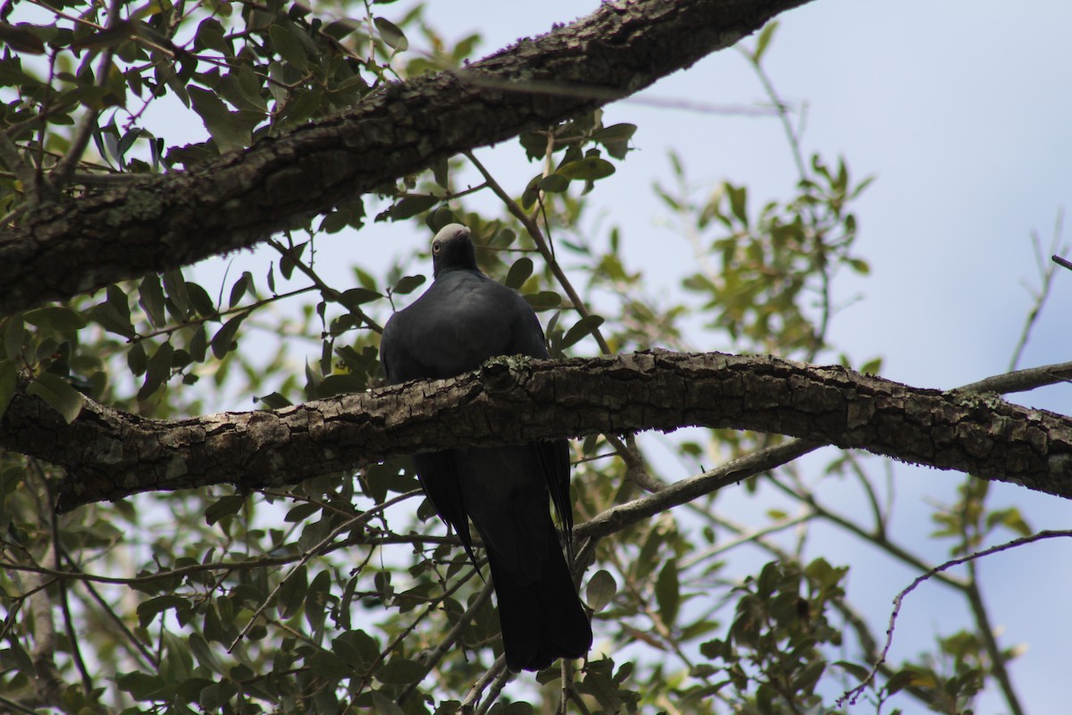White-crowned Pigeon - ML644557511
