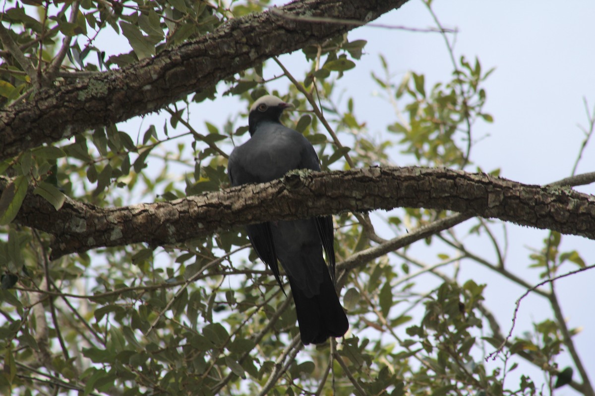 White-crowned Pigeon - ML644557512
