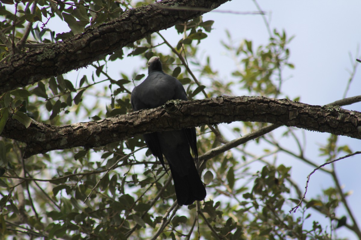 White-crowned Pigeon - ML644557513
