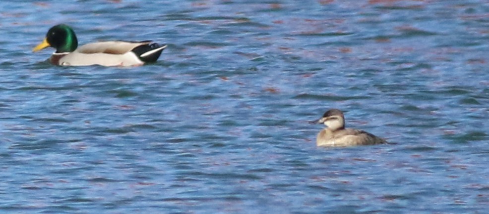 Американская савка - ML644557514