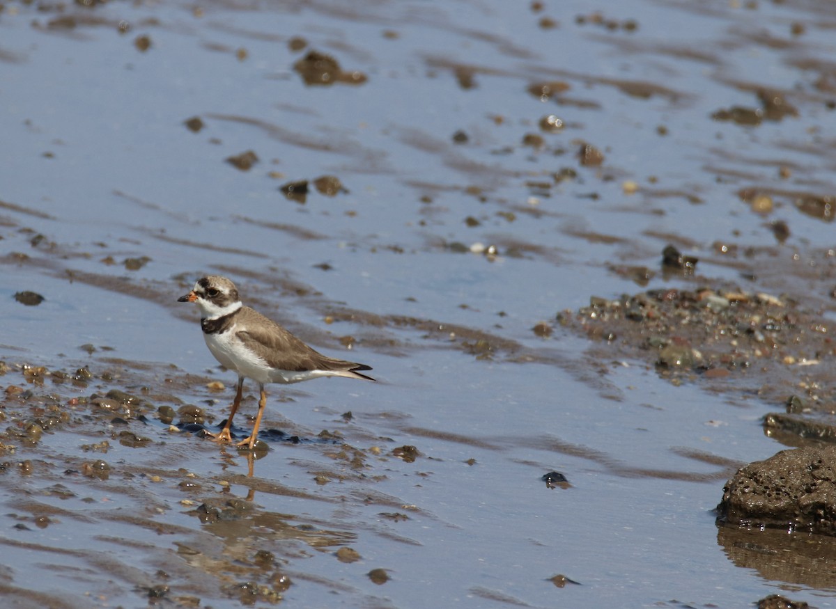 Semipalmated Plover - ML644557518