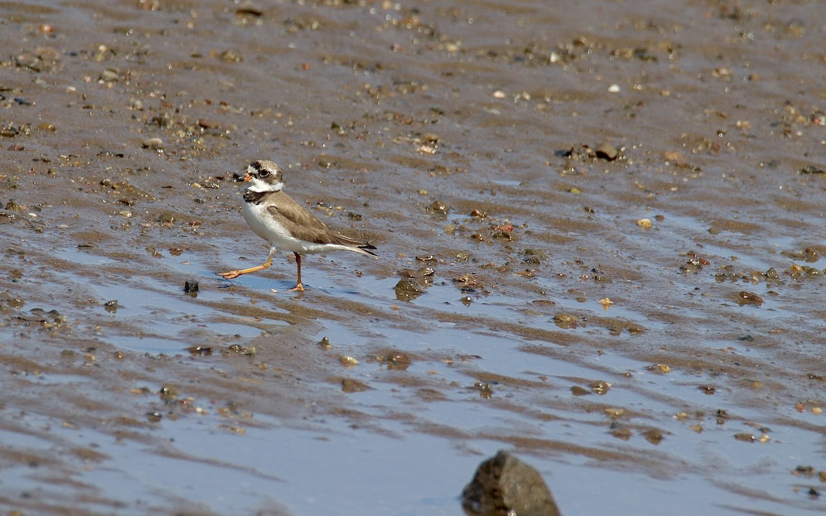Semipalmated Plover - ML644557520