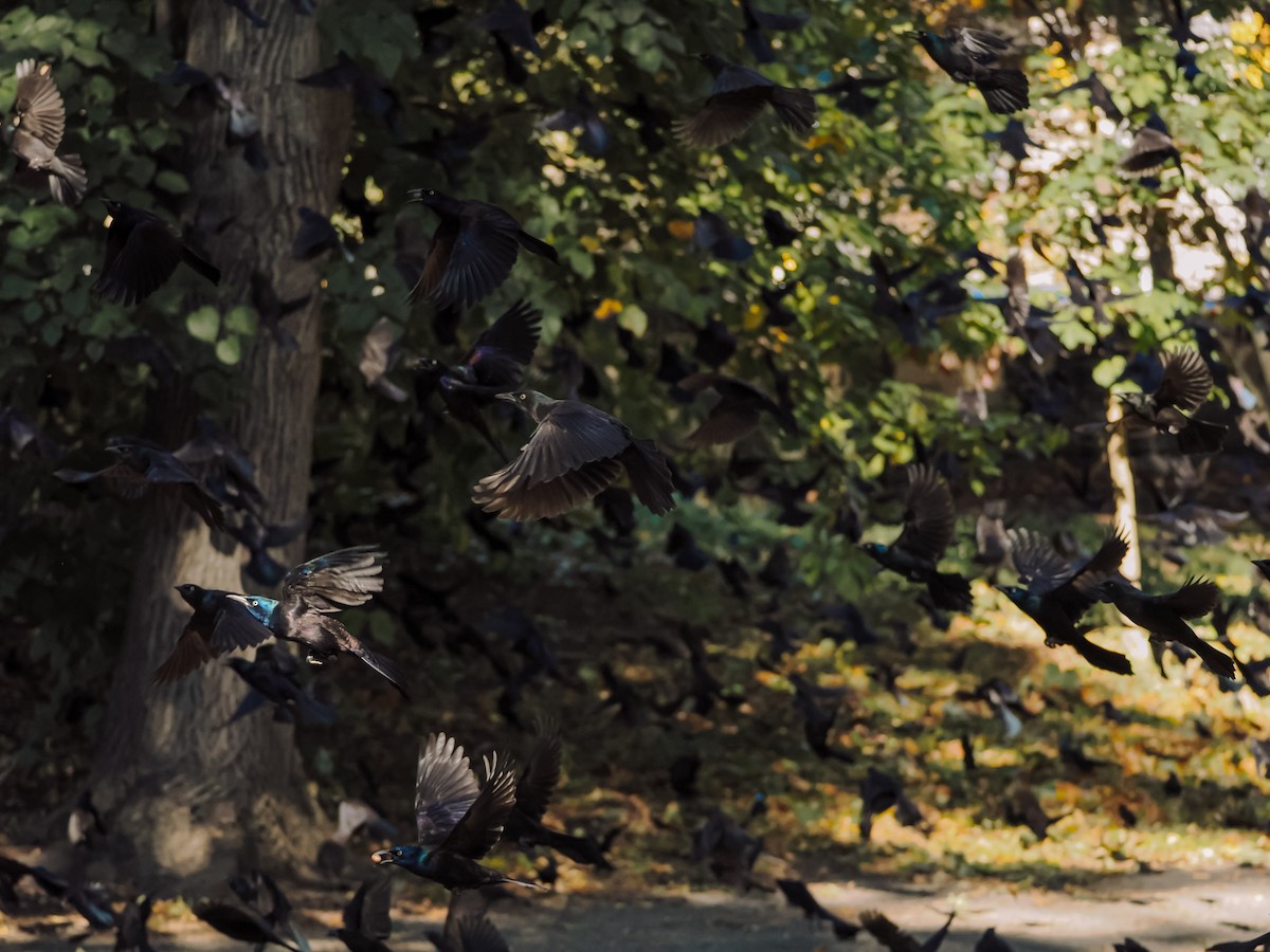 Quiscale bronzé - ML644557526