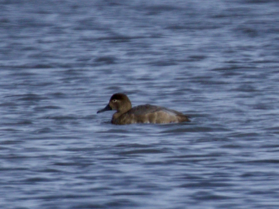 Porrón Americano - ML644557527
