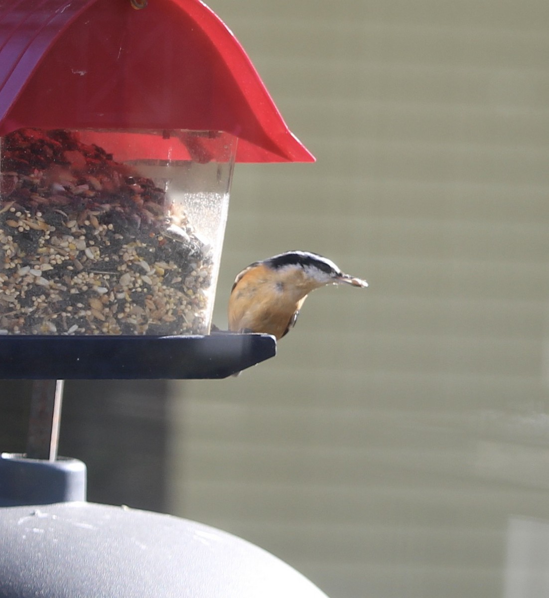 Red-breasted Nuthatch - ML644557529