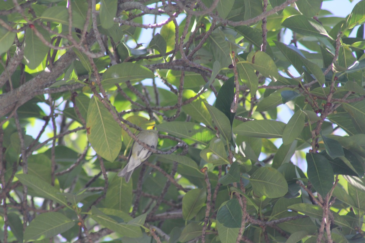 White-eyed Vireo - ML644557531