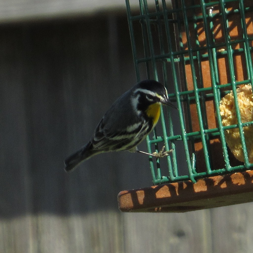 Yellow-throated Warbler - ML644557536