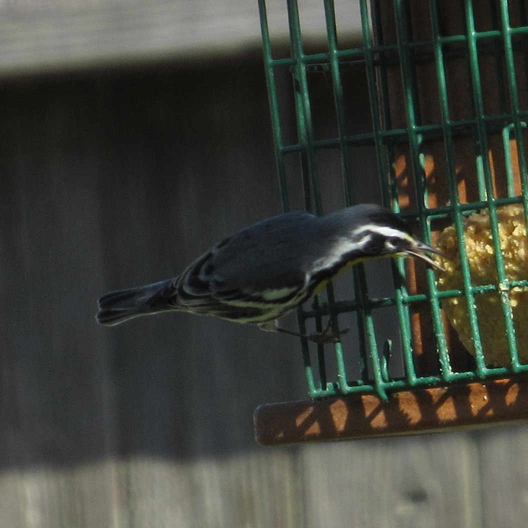 Yellow-throated Warbler - ML644557537