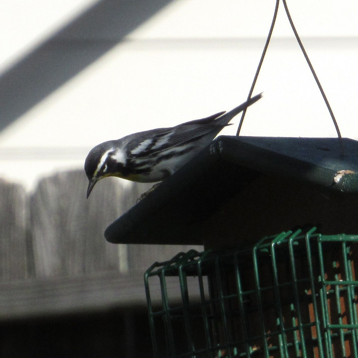 Yellow-throated Warbler - ML644557538