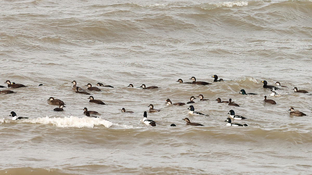 Barrow's Goldeneye - ML644557546