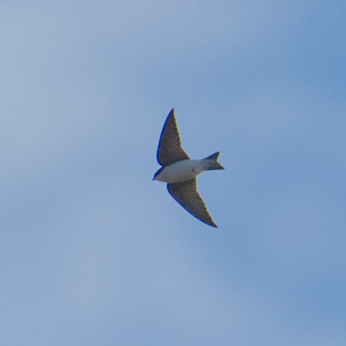 Tree Swallow - ML644557549