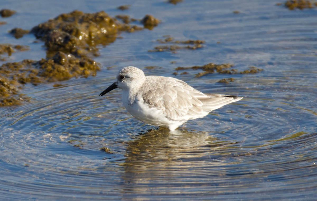 Ak Kumkuşu - ML644557576