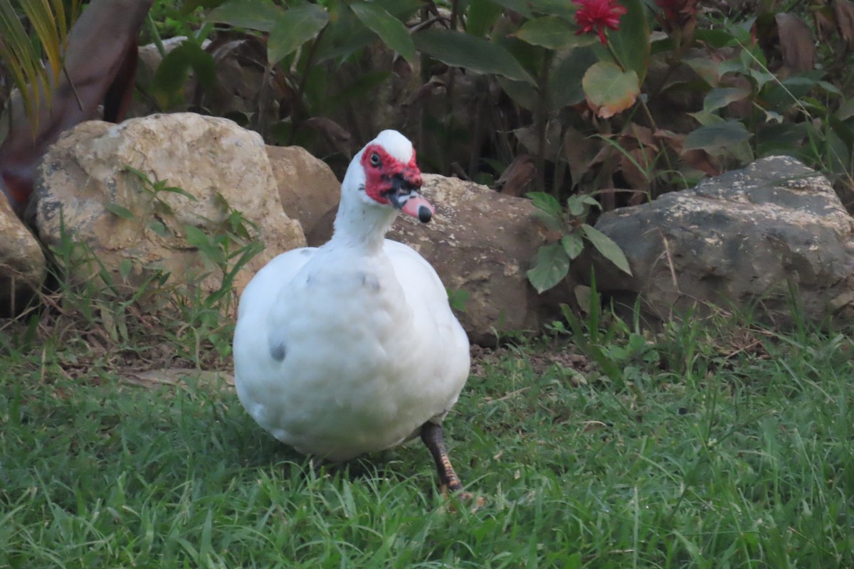 knoppand - ML644557595