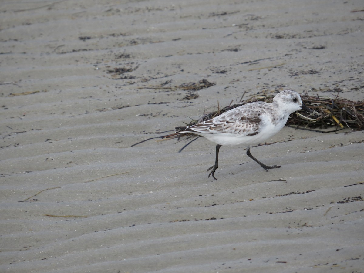 Ak Kumkuşu - ML644557597