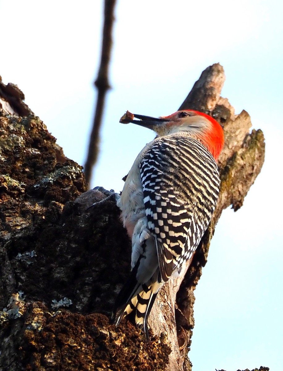 シマセゲラ - ML644557599