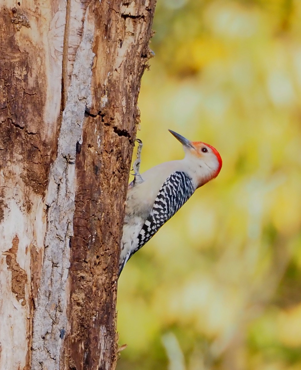 シマセゲラ - ML644557601