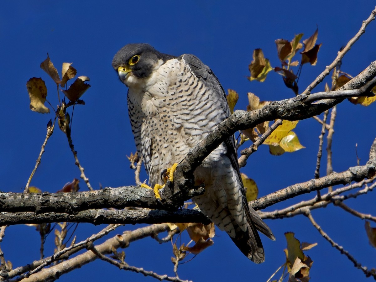 Peregrine Falcon - ML644557602