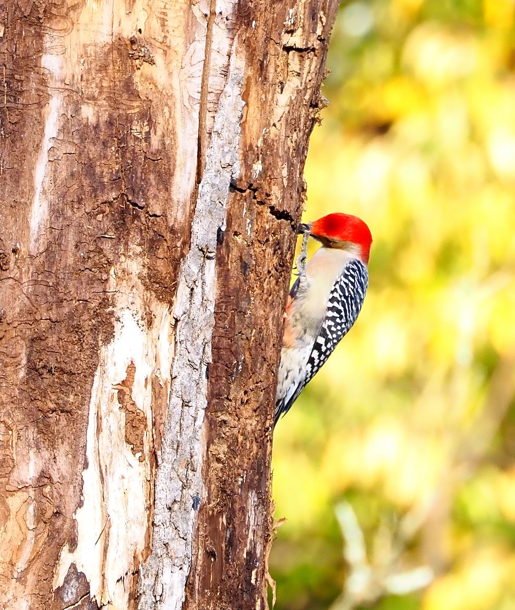 シマセゲラ - ML644557604