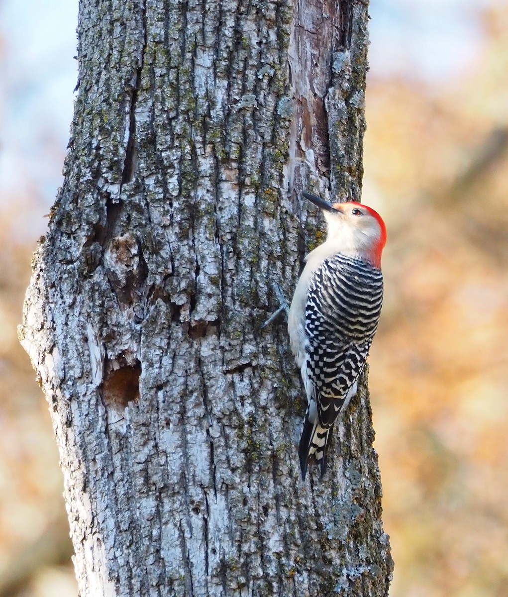 シマセゲラ - ML644557605