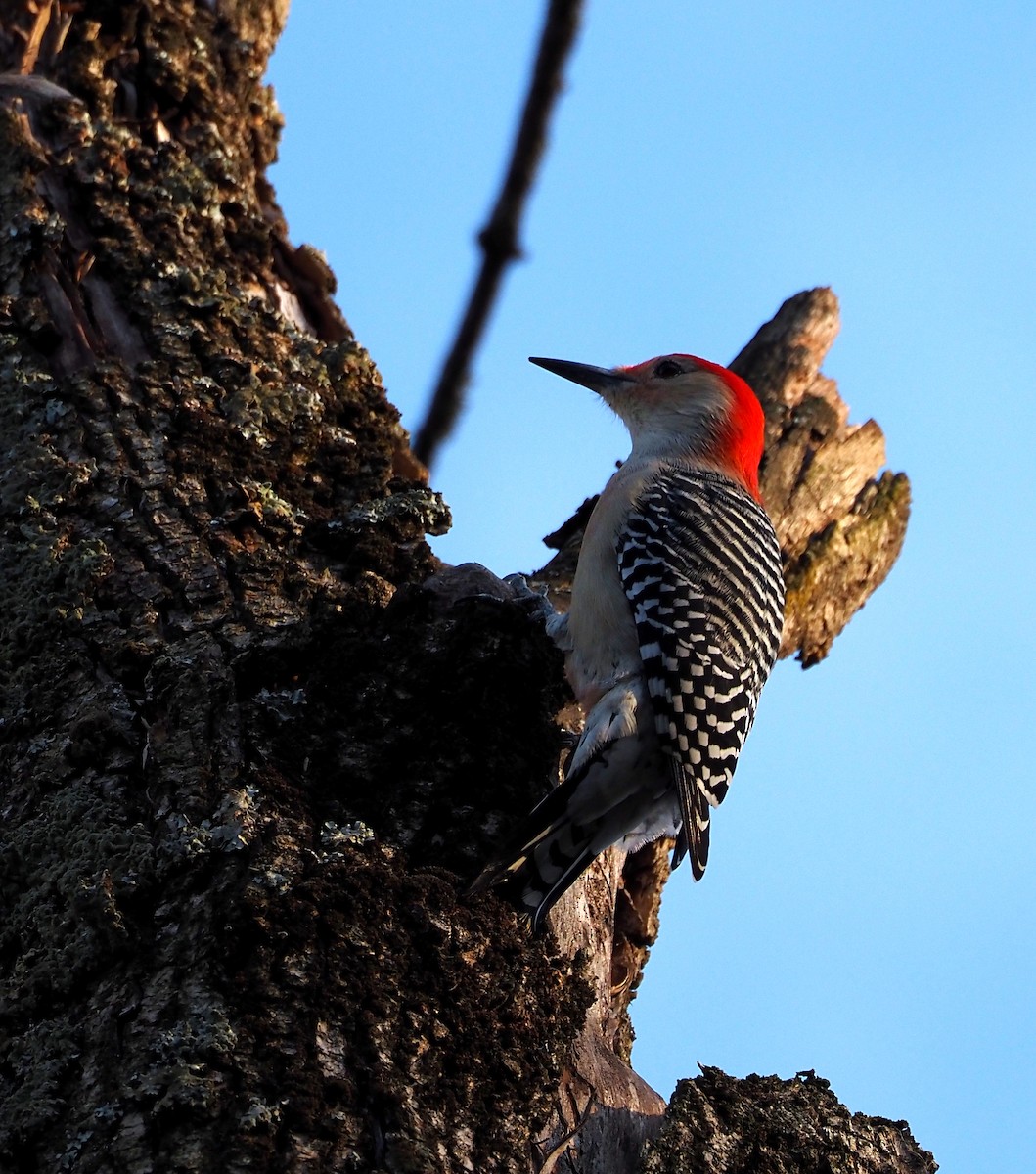 シマセゲラ - ML644557607