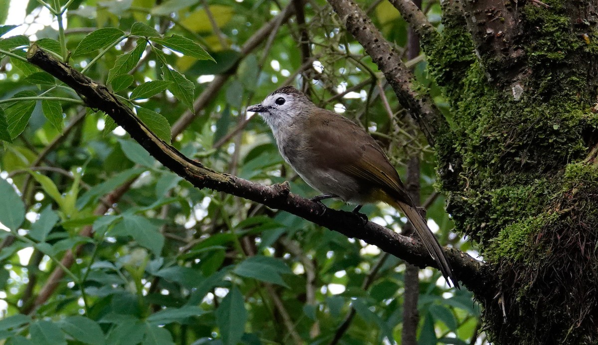 hvitfjesbylbyl - ML644557608