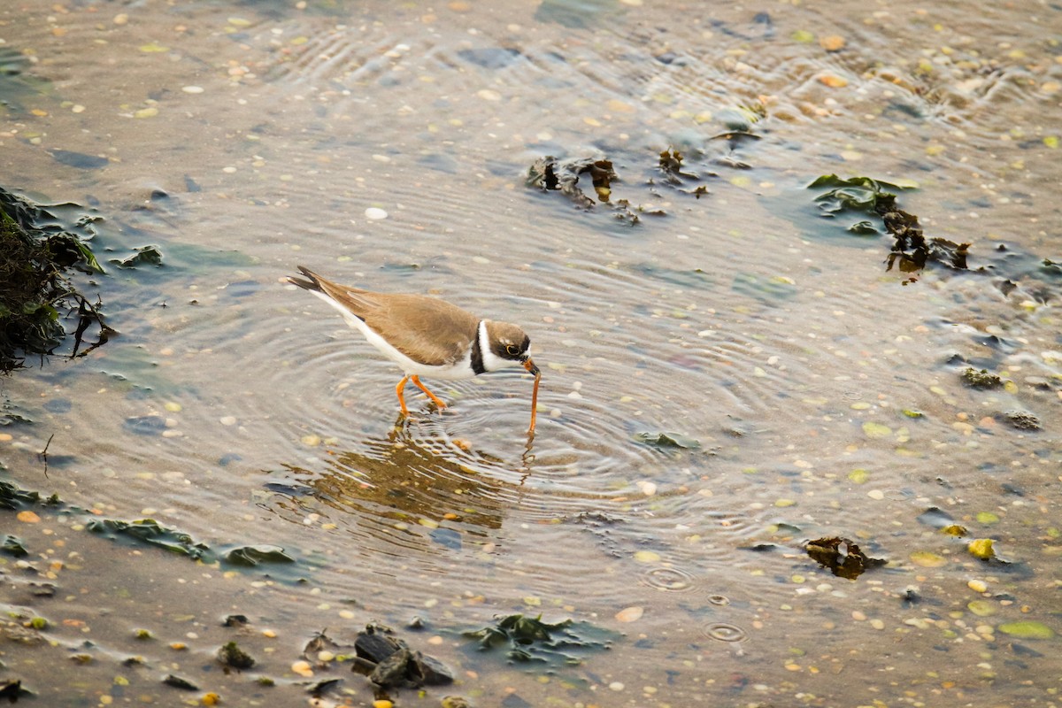 Semipalmated Plover - ML644557613