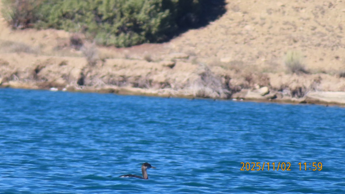 Somormujo Cuellirrojo - ML644557628