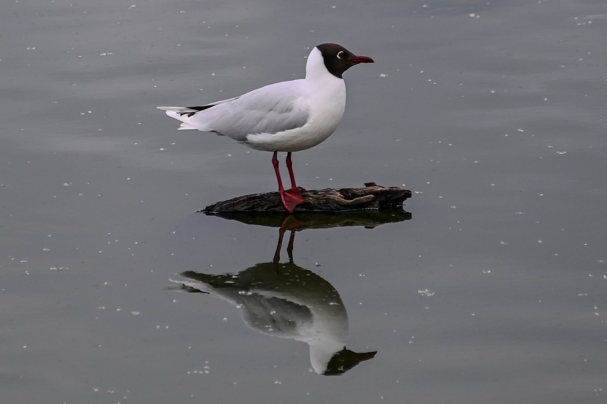 Mouette de Patagonie - ML644557635