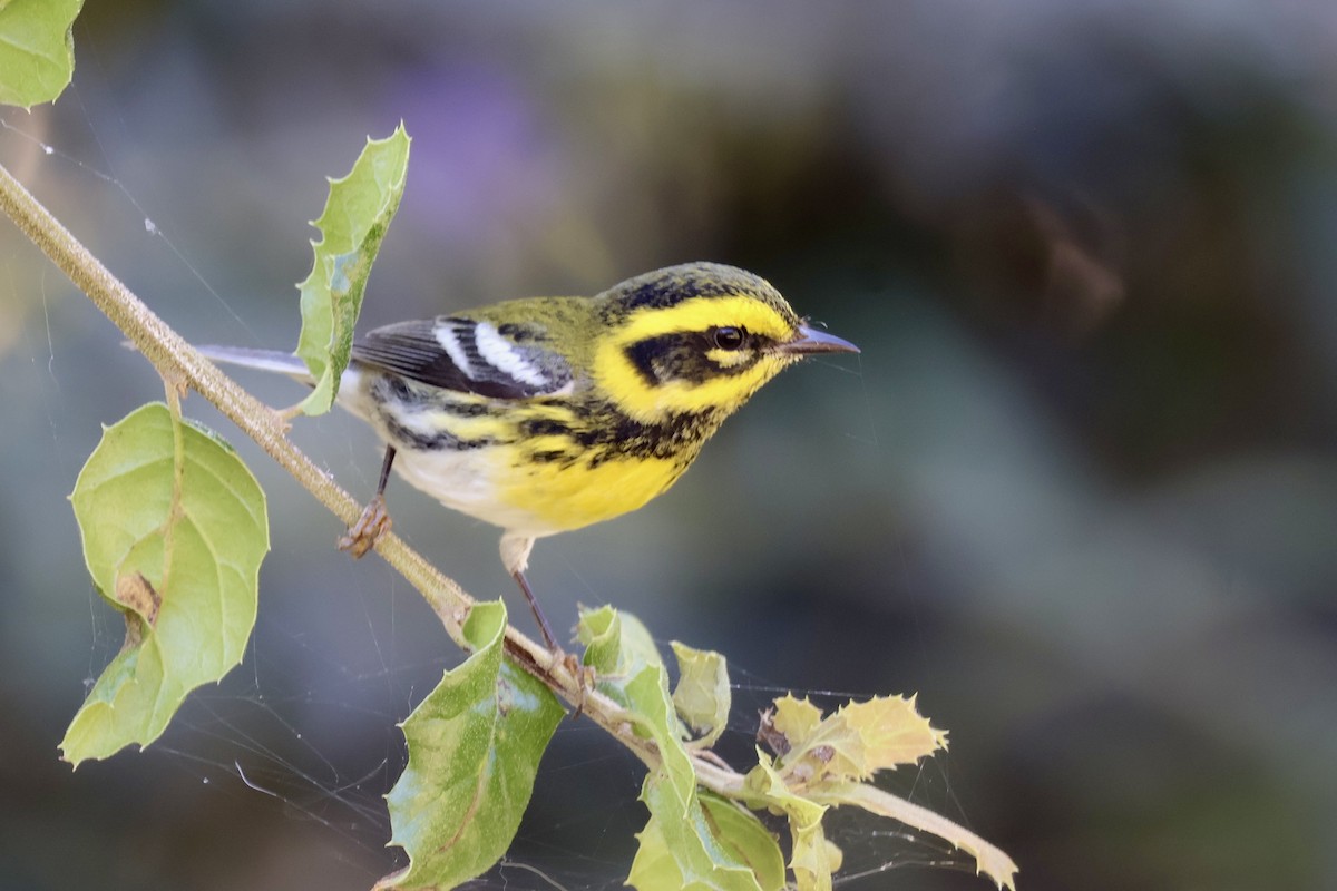 Townsend Ötleğeni - ML644557639