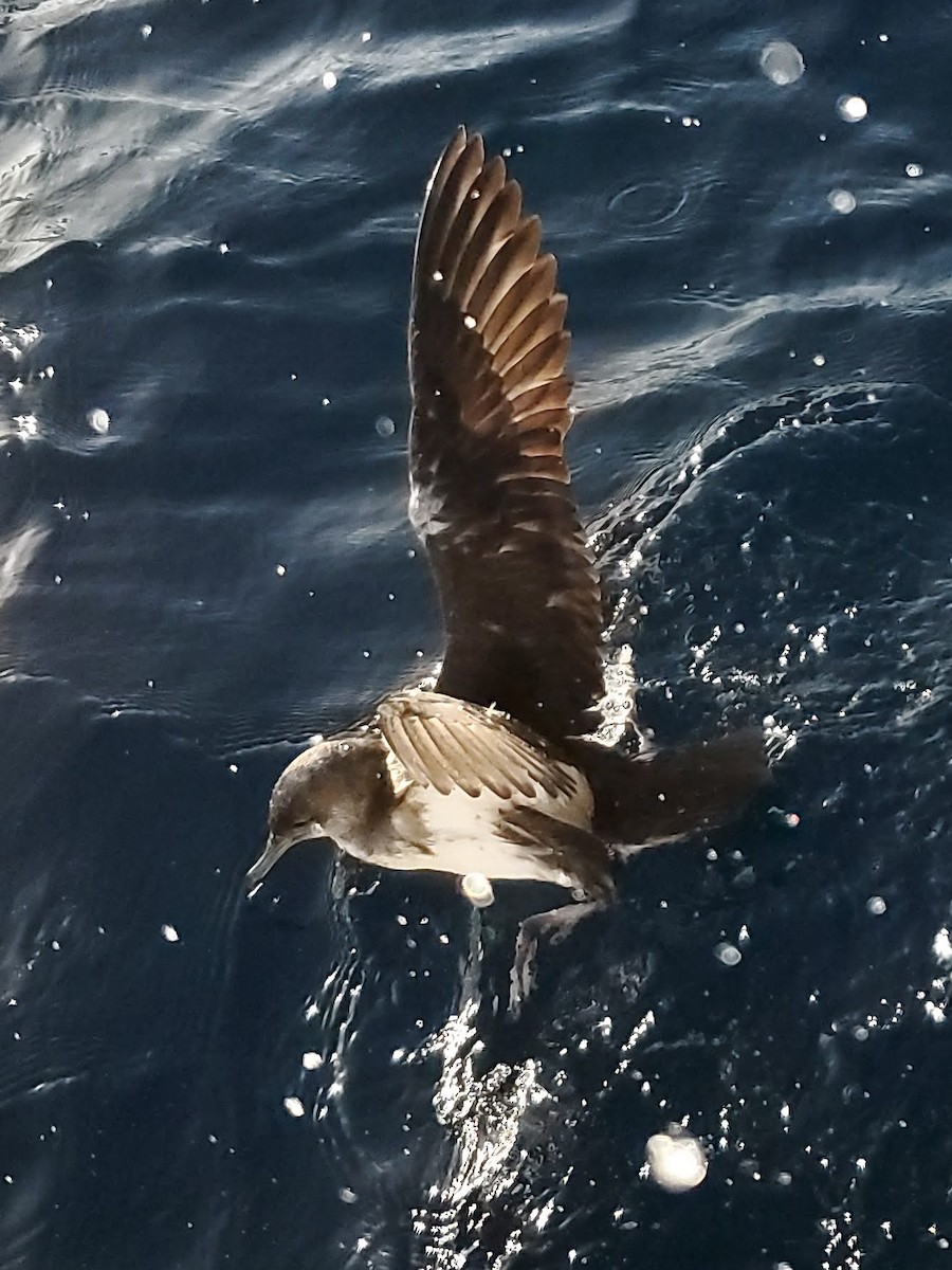 Чернохвостый буревестник - ML644557649