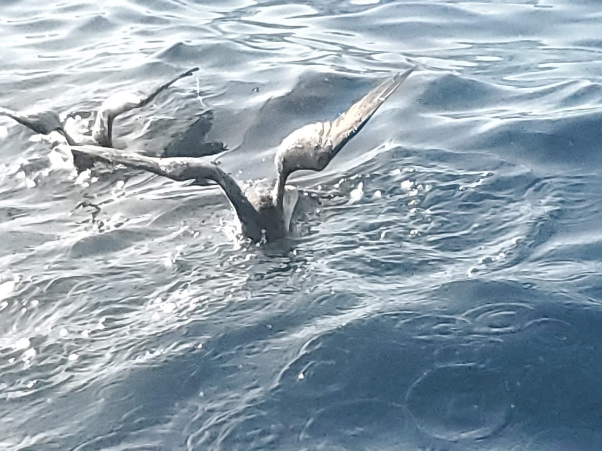 Чернохвостый буревестник - ML644557650