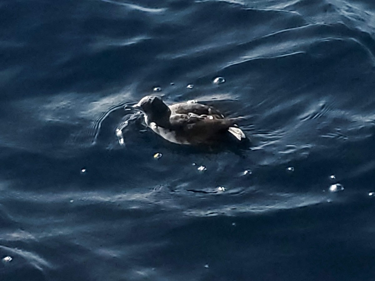 Чернохвостый буревестник - ML644557651