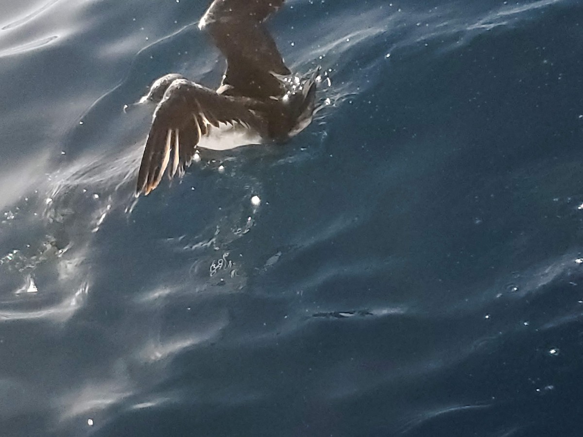 Чернохвостый буревестник - ML644557652