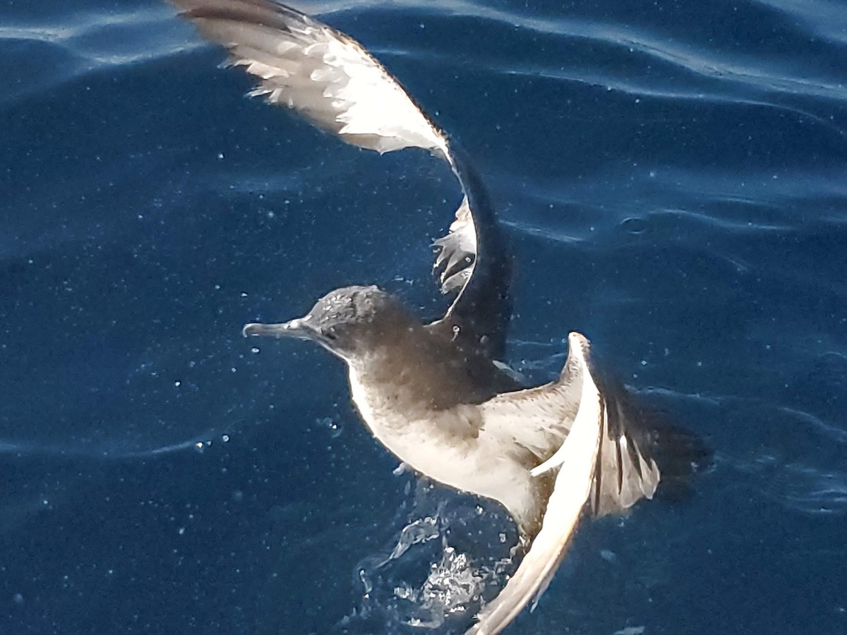 Чернохвостый буревестник - ML644557653