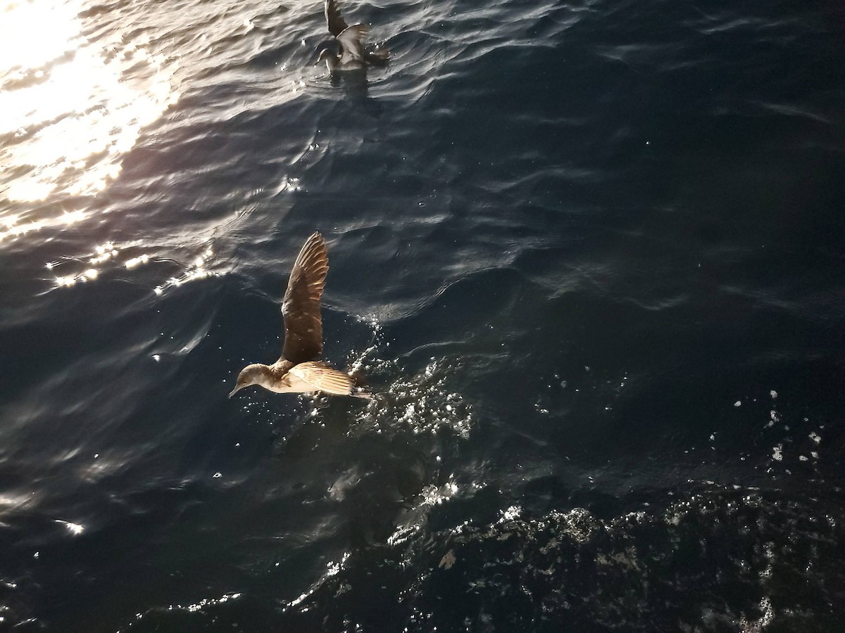 Чернохвостый буревестник - ML644557654