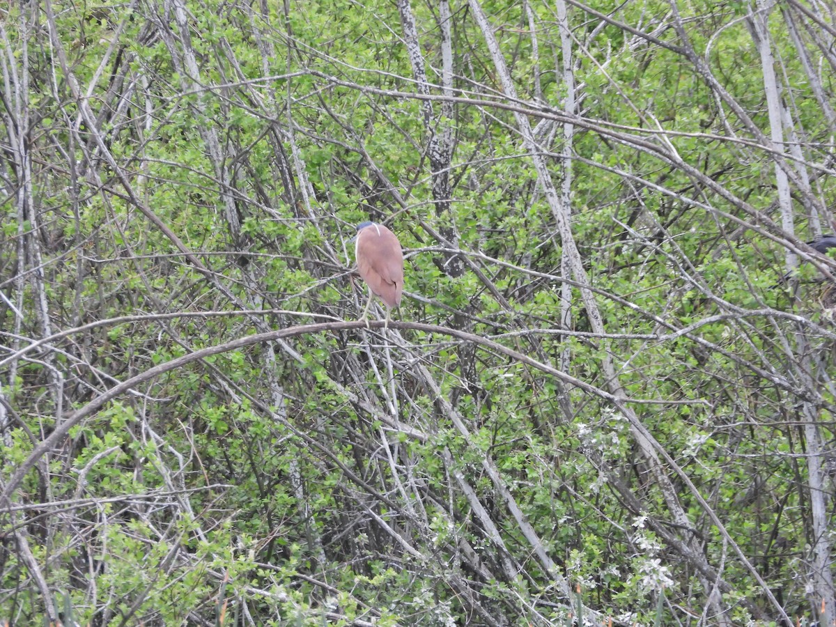 Nankeen Night Heron - ML644557657