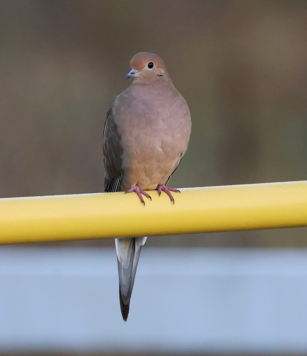 Mourning Dove - ML644557659