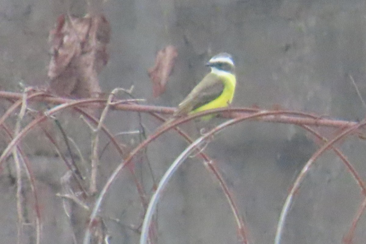 haciendatyrann - ML644557660