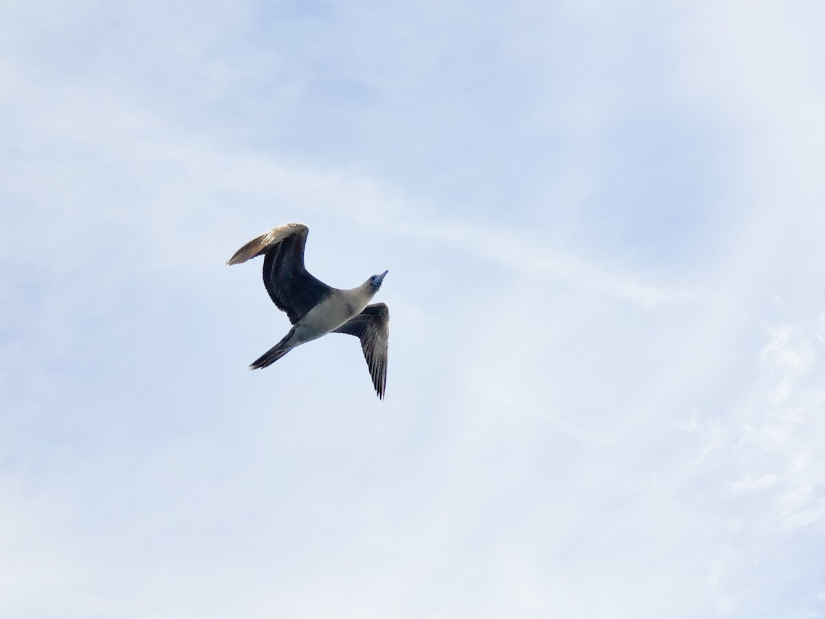 Rotfußtölpel - ML644557666