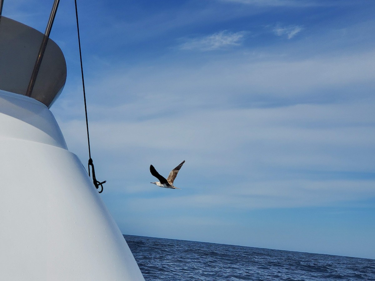 Rotfußtölpel - ML644557667